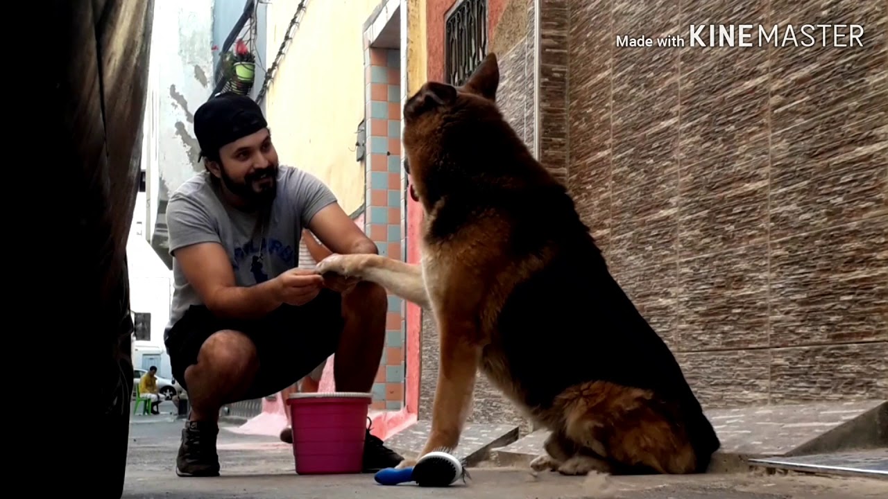 ها باش تمشط لكلبك 🐕 بلا ماتبق التعدب 😀❤️🇲🇦