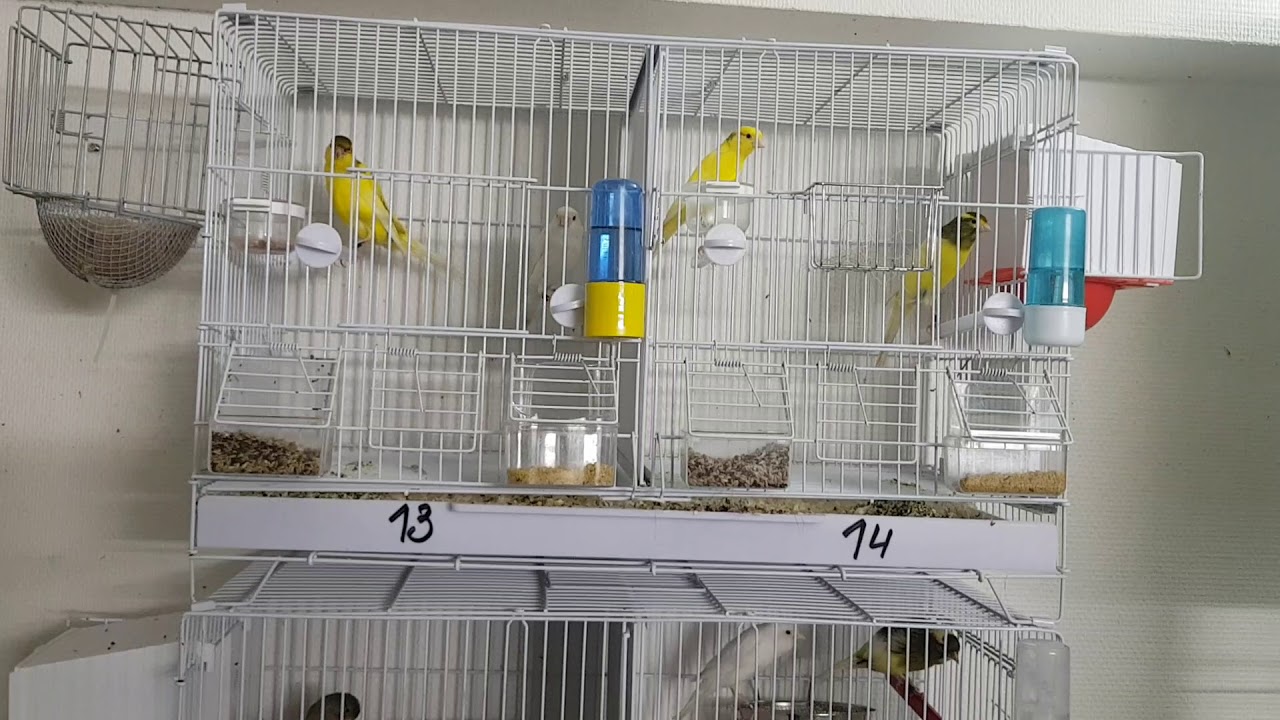 Élevage chardoneret et canaris 2018