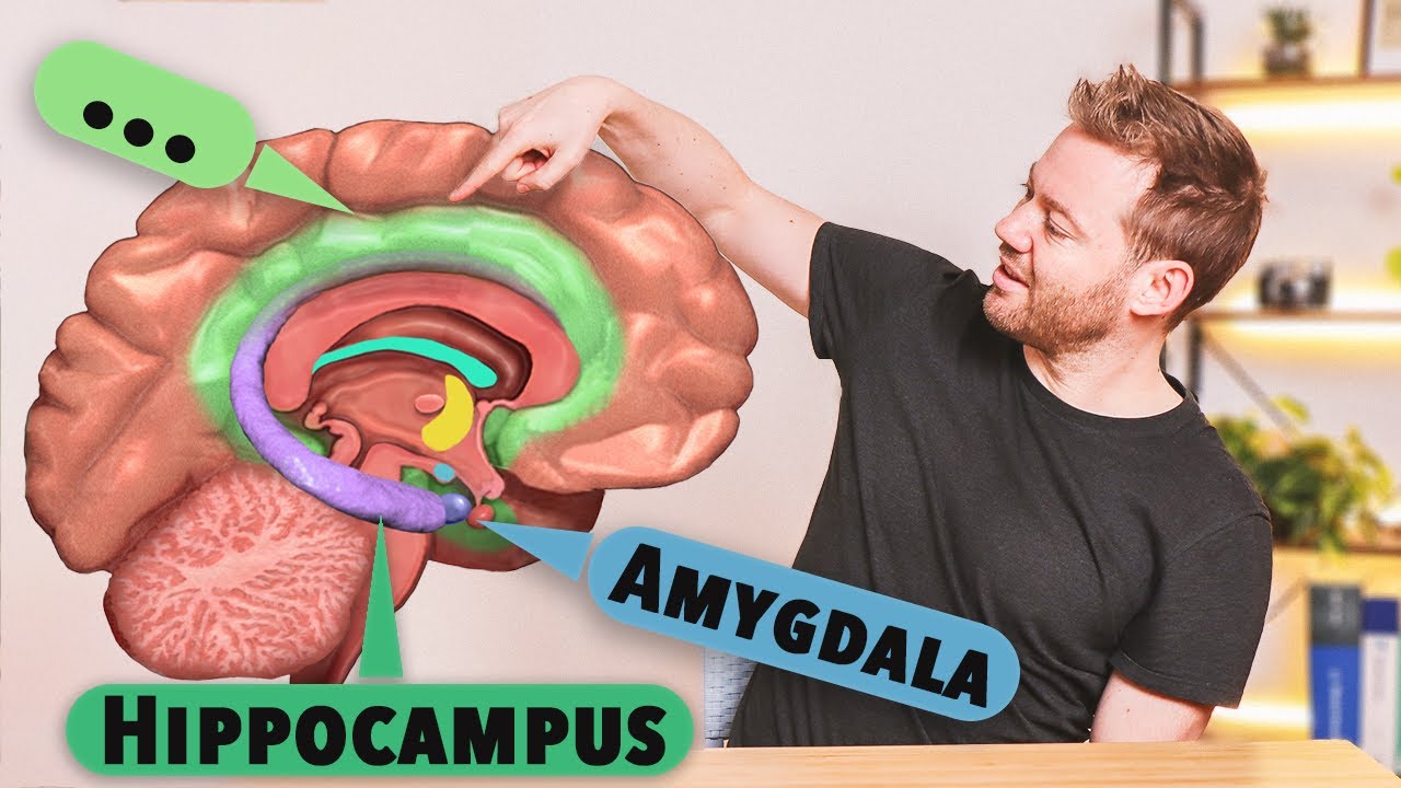Das Limbische System: Aufbau und Funktion verstehen