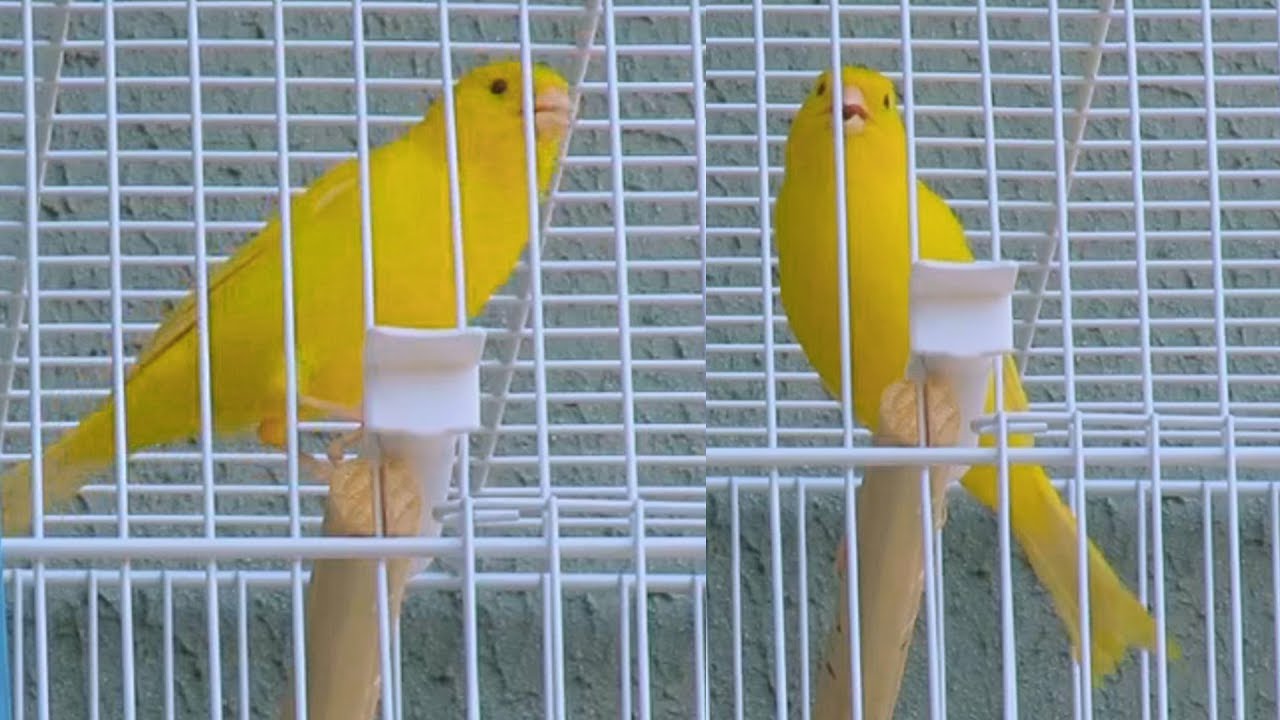DEIXE SEU CAN&Aacute;RIO BELGA LOUCO - F&ecirc;mea Piando e Chamando sem Parar !!!