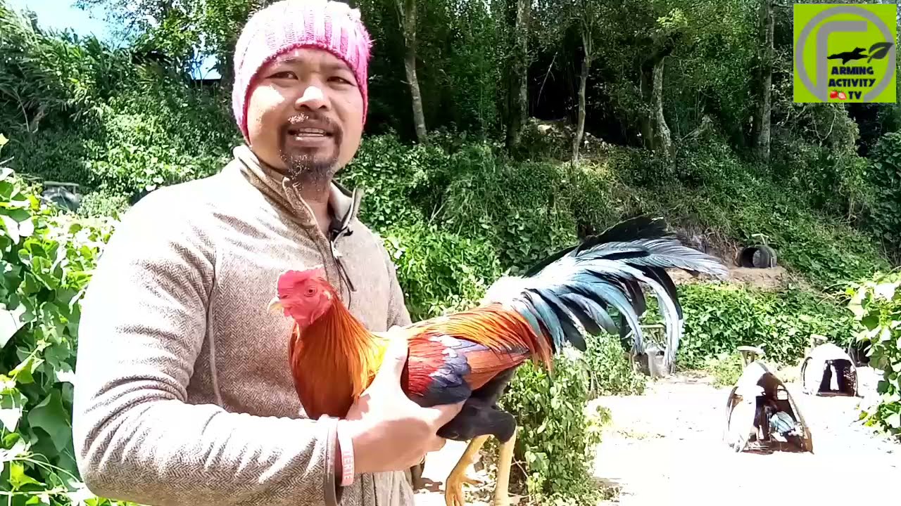 Tips | paanu mag selection and priming ng inyong brood stag chicken fowls