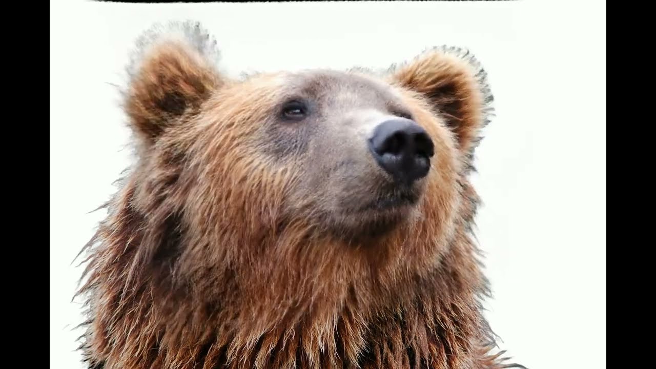 FROMEBRIDGE CAR BOOT TALKING BEAR