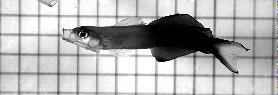 Blackfin Dartfish (Ptereleotris evides)