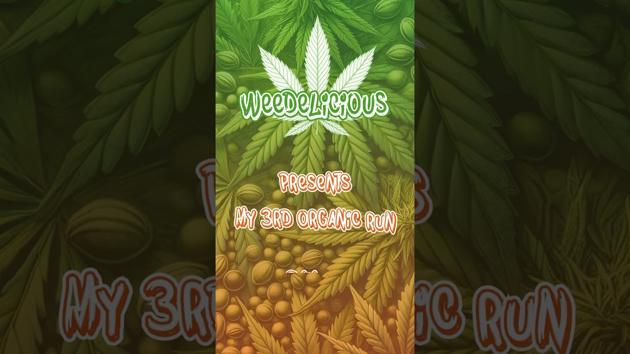 Day 51 Tropical Marker, Purple Kush, Pink Gelato #420  #indoorgarden  #kannabia #spiderfarmer