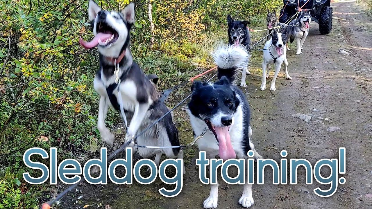Training our sled dogs, how do we do it?