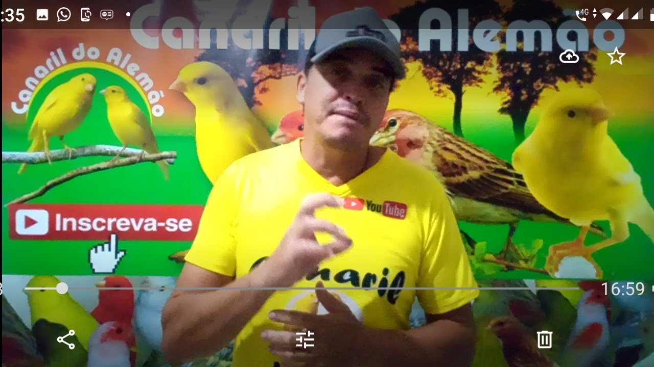 Acabe com esta dúvida !!! seu filhote de canário é macho ou fêmea ??? _ Canaril do Alemão