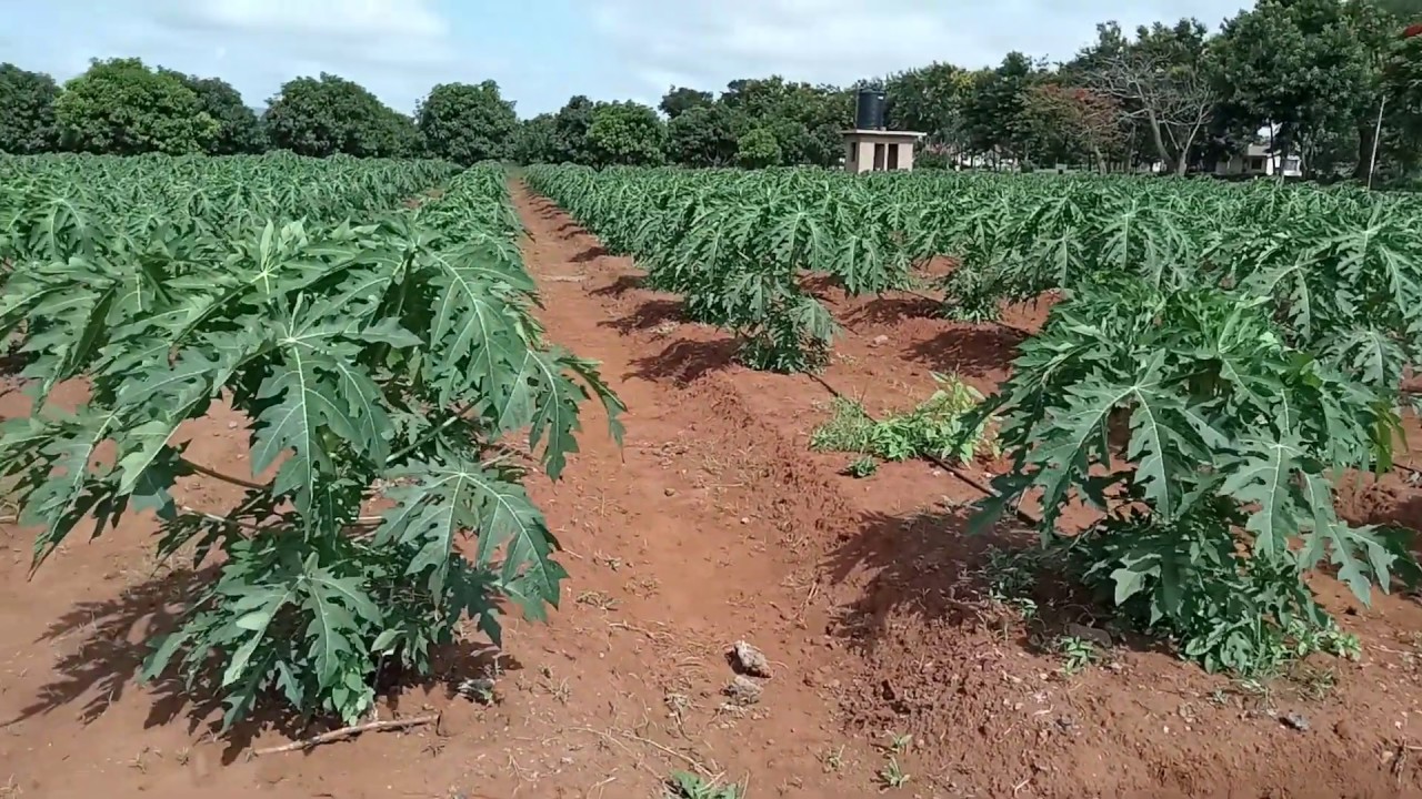 DRIP IRRIGATION SYSTEM FOR PAPAYA-TAST