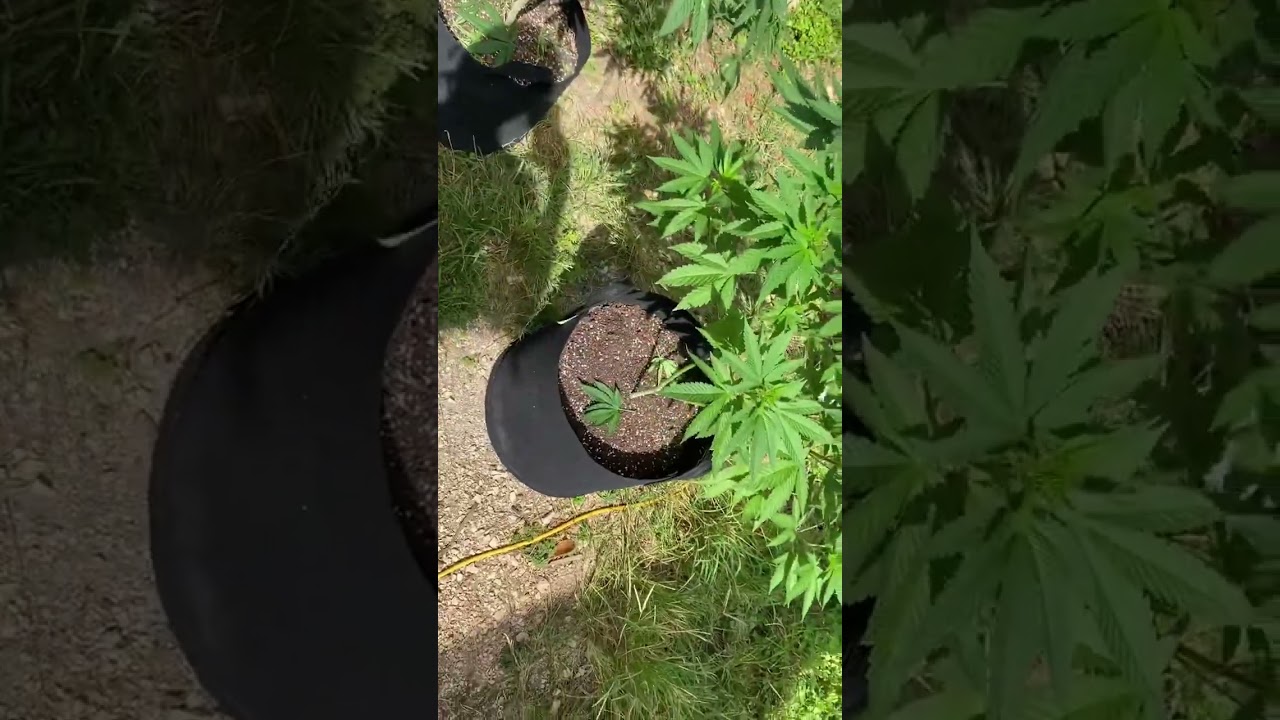 2022 outdoor grow, GG4🇯🇲