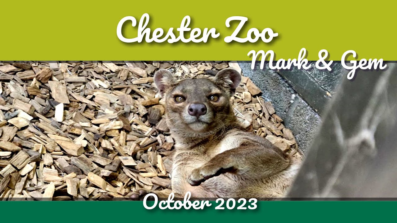 We Saw Inka Jaguar & Oberon Bear at Chester Zoo - October 2023