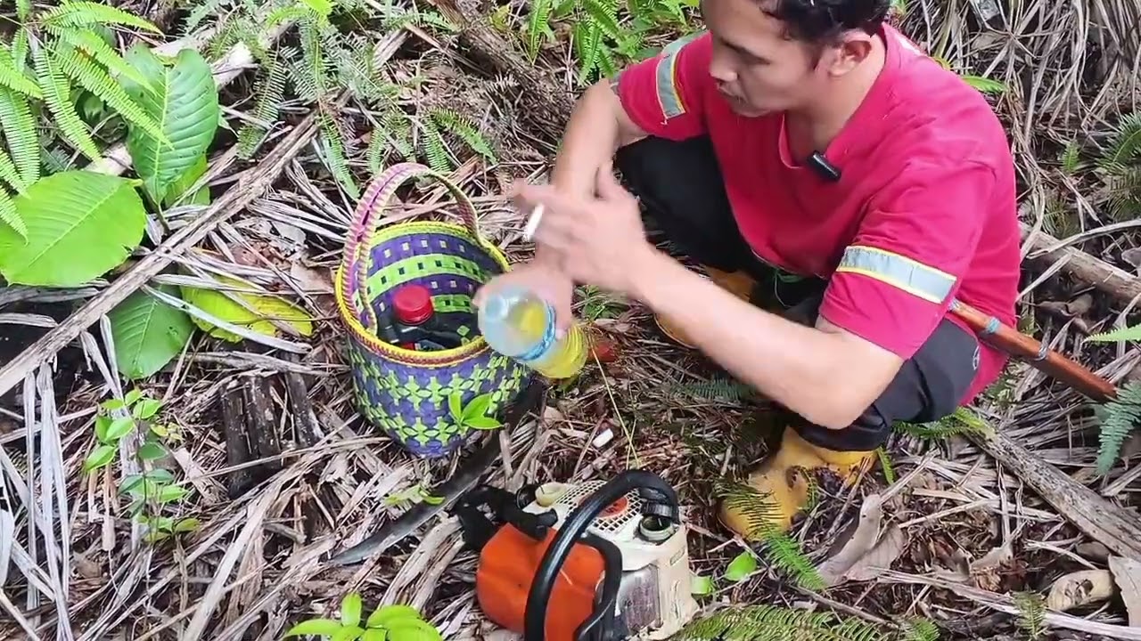 Dua assistant saya misi mencari umbut pantu di kebun hari ini//semangat yang membara mencari umbut 