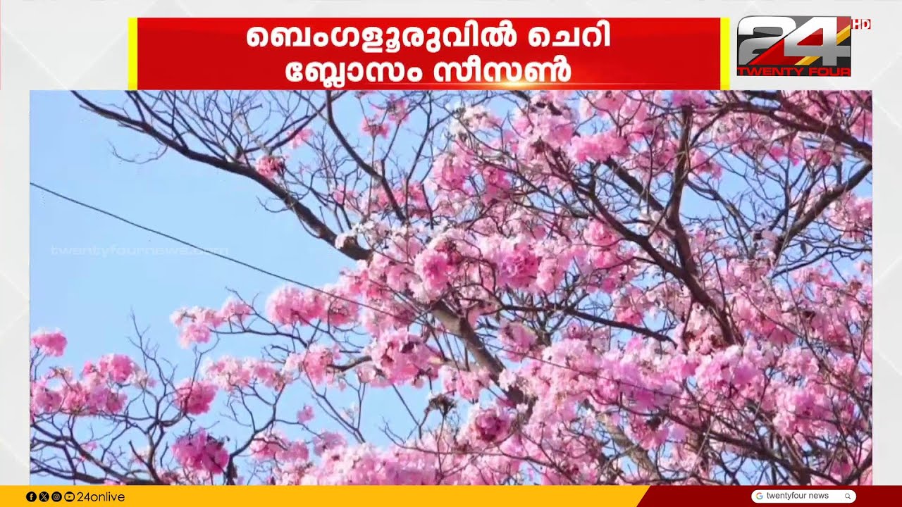 ബംഗളൂരുവിൽ ഇത് ചെറി ബ്ലോസം സീസൺ; കാഴ്ചക്കാരുടെ മനം നിറച്ച് തബേബുയ റോസ് മരങ്ങൾ