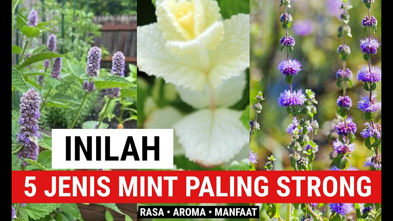 5 JENIS MINT PALING STRONG & PALING SEMPRIWING