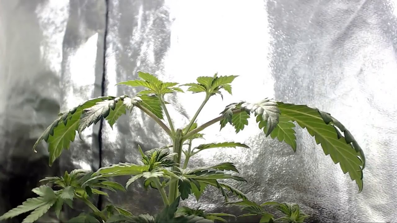 Como realizar poda top em uma planta de maconha - How to top your cannabis plant
