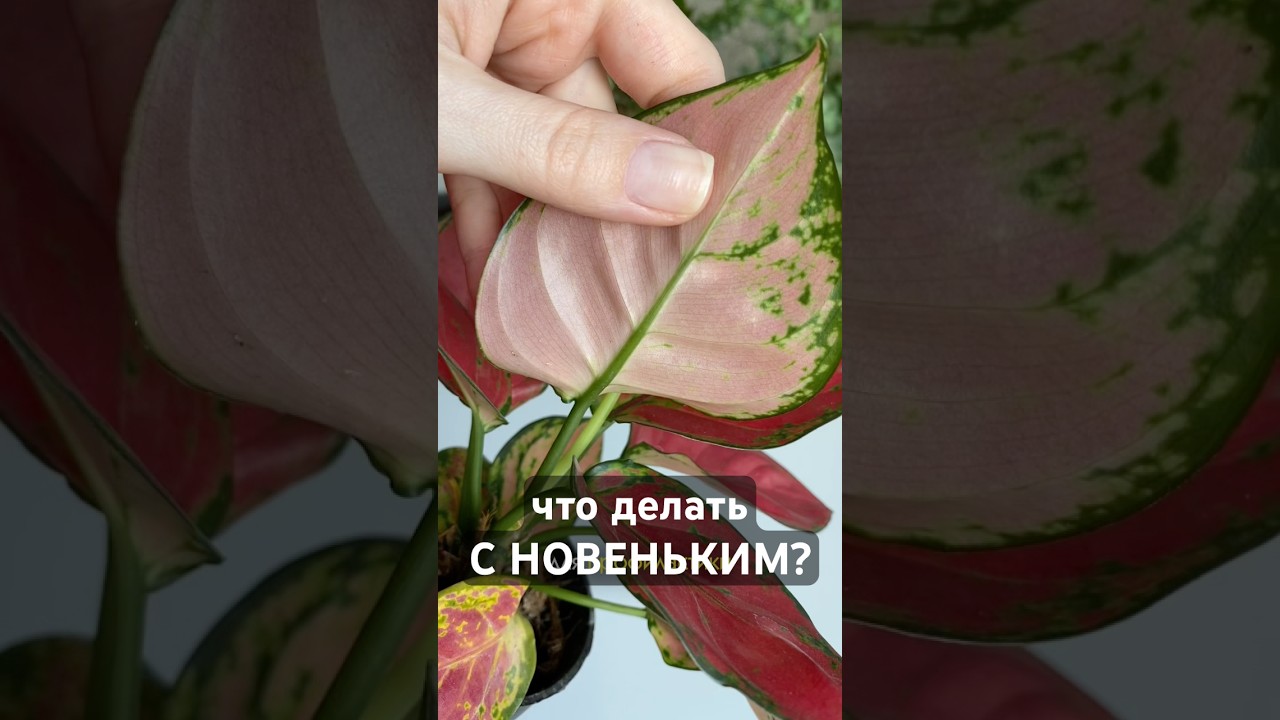 ЧТО делать с новым растением? ответ БЕЗ смс и регистрации