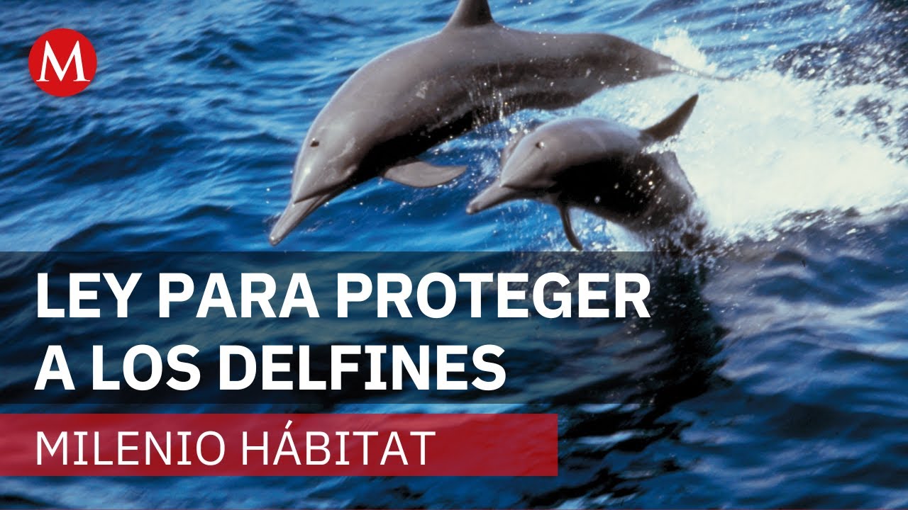 Ley permite continuar nado con últimos delfines en cautiverio: Semarnat | Milenio Hábitat