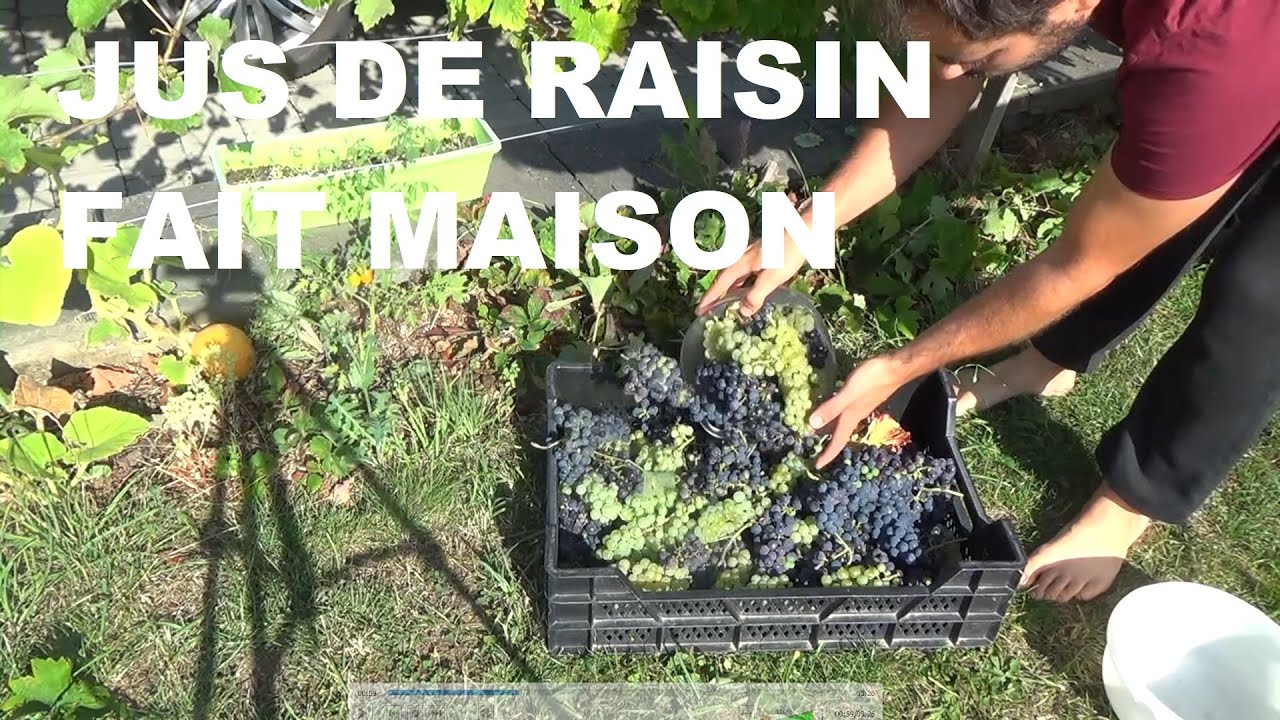 JUS DE RAISIN MAISON (Du potager à la bouteille)