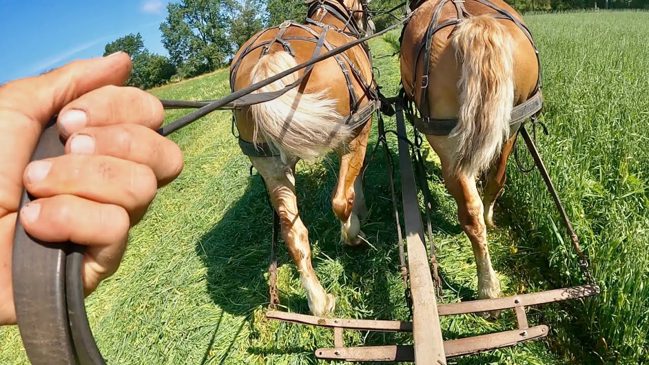 How many 1X4's can I get out of ONE LOG??? // Work Horses Mowing Oat Hay