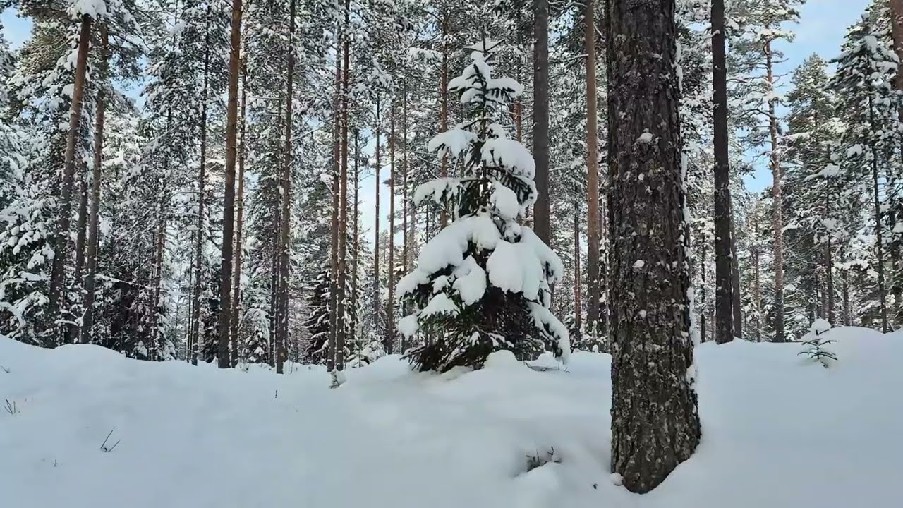 35 Minutes Winter Forest Walk | Calm Nordic Nature