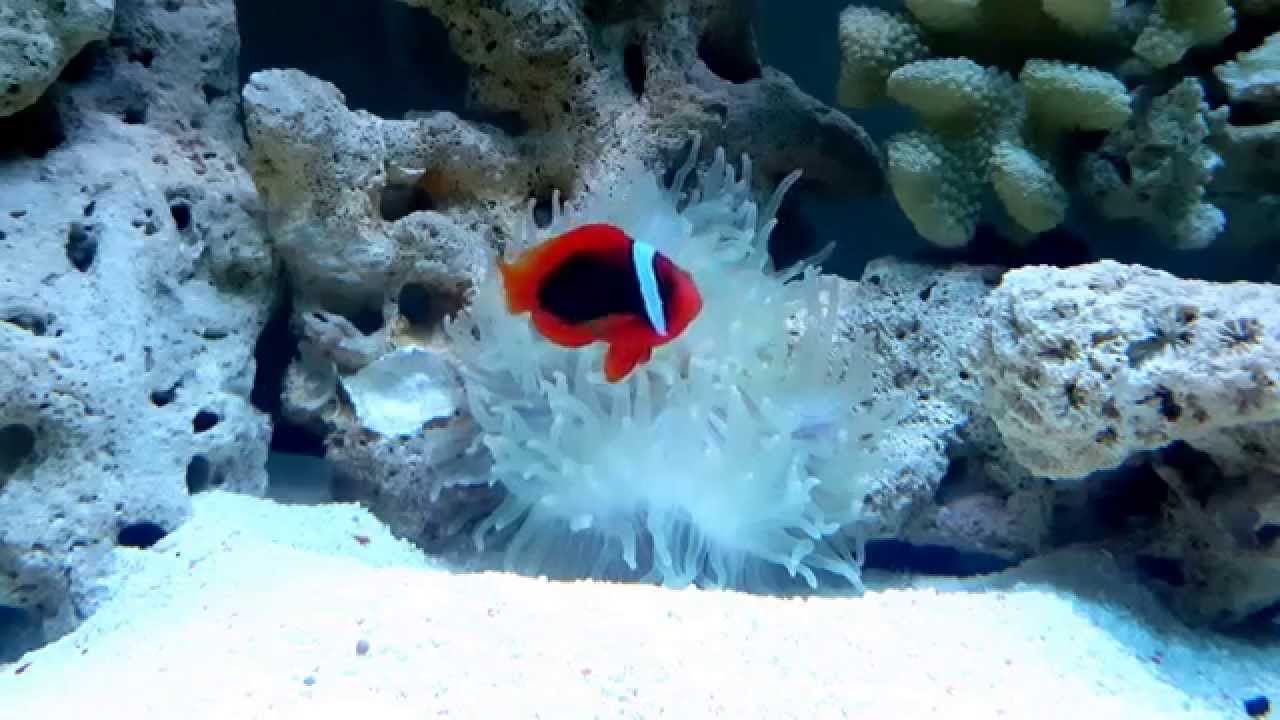The Cinnamon Clown Fish (4K)