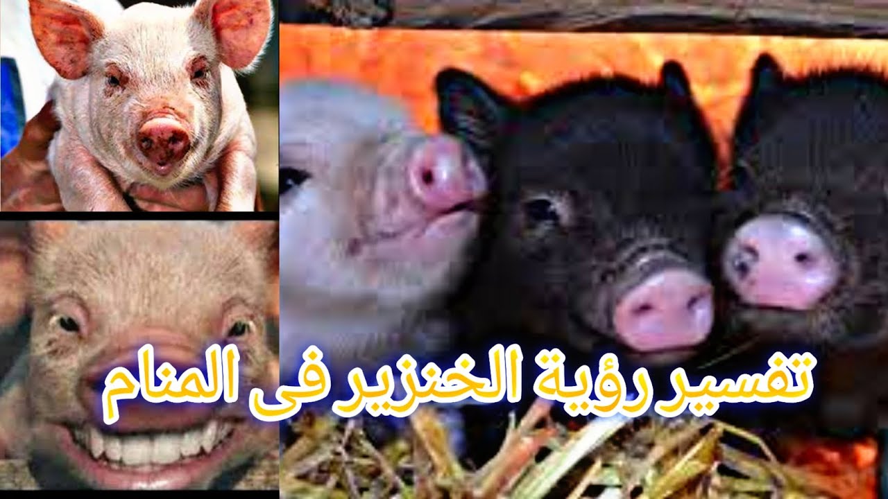 تفسير حلم الخنزير فى المنام