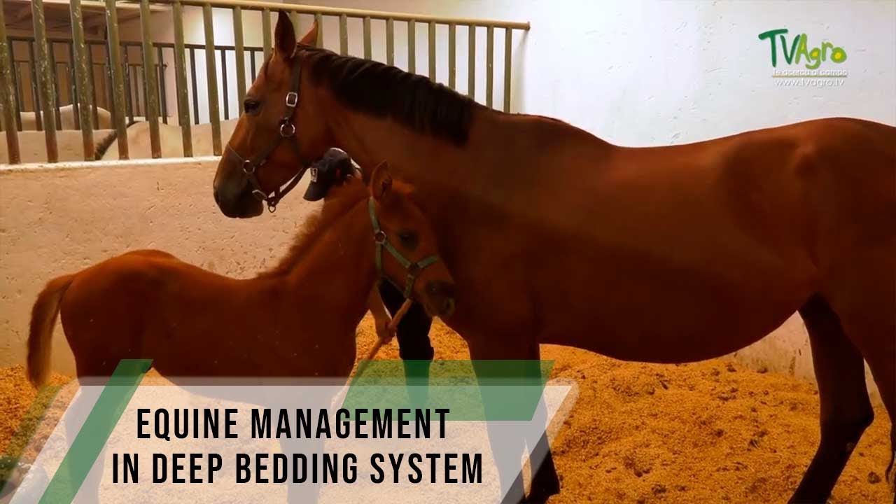 Equine management in deep bedding system