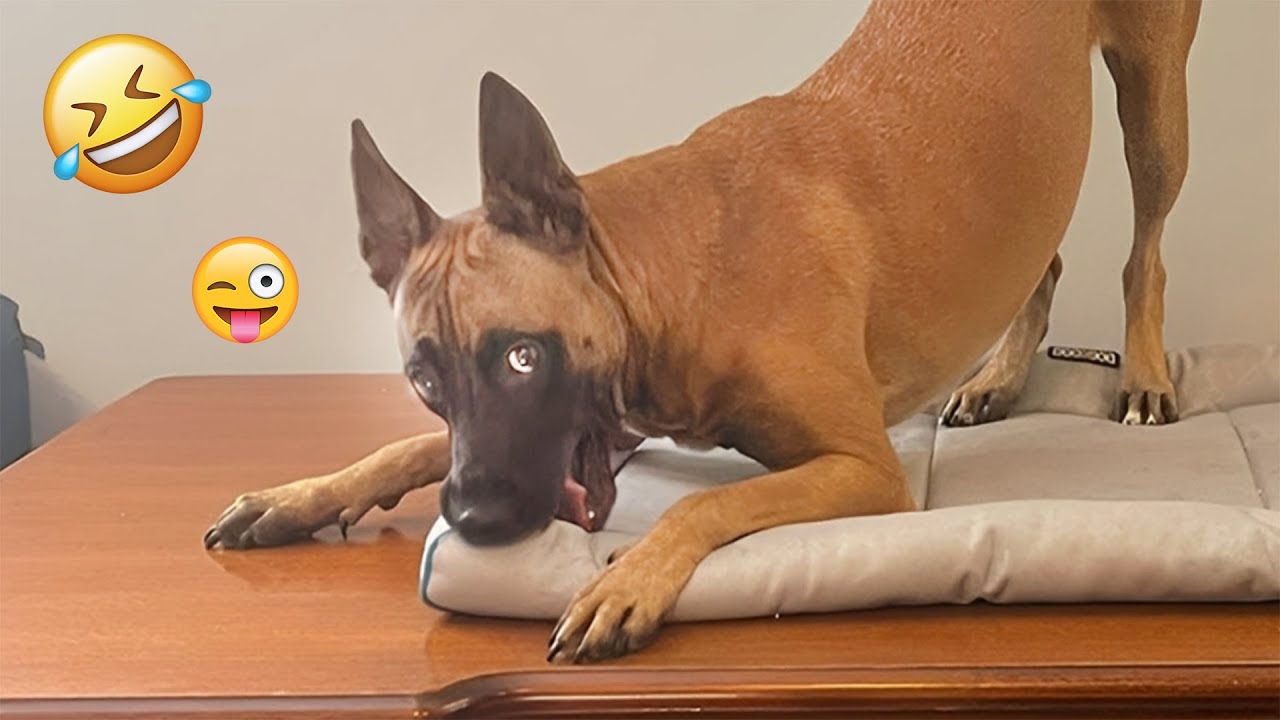I dare you not to LAUGH at these FUNNY DOGS 😁🦮 - Best Funny Animals Videos 2025 #91
