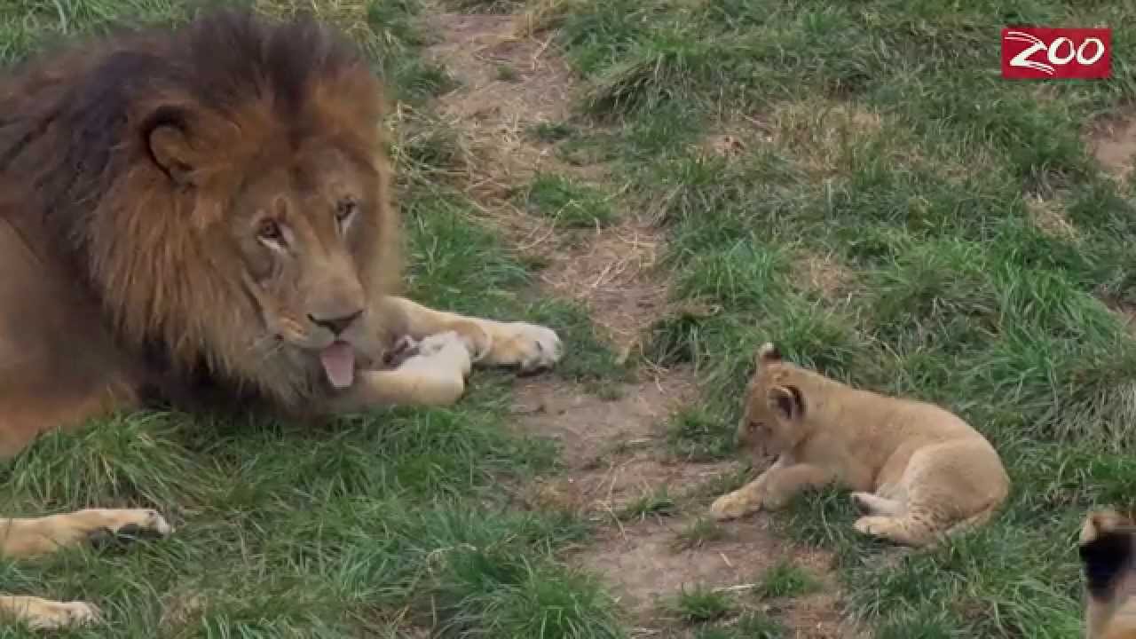 Tomo and Asali's Lion Cubs' First Outing