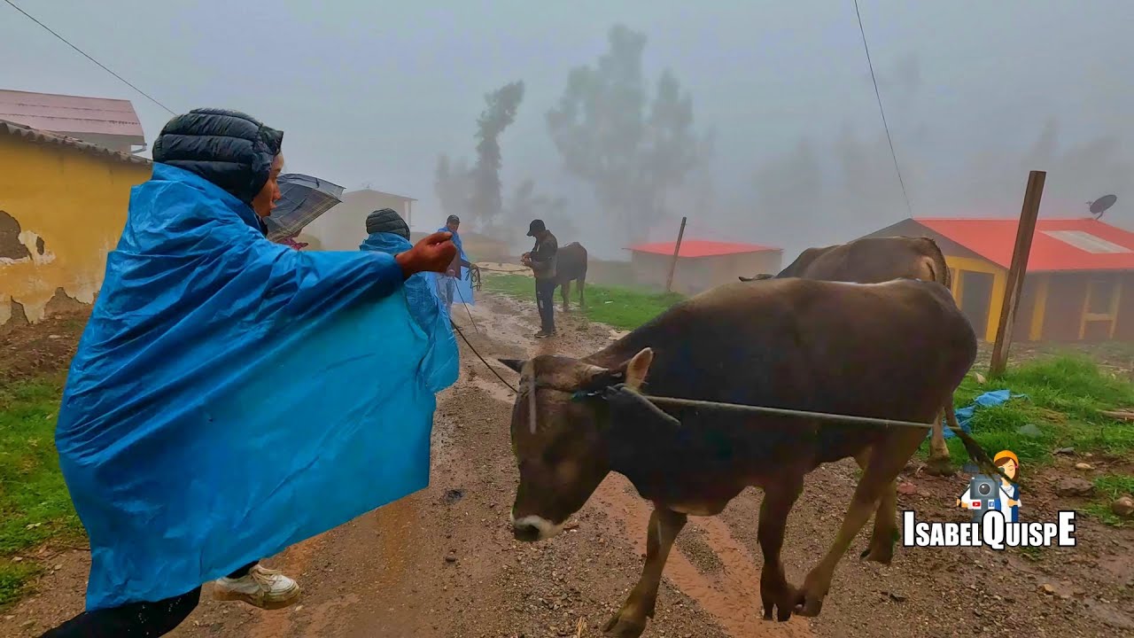 Llevamos Toros de mi Hermano a la Feria de Ganados a Vender y Esto Pasó en el Camino | Isabel Quispe