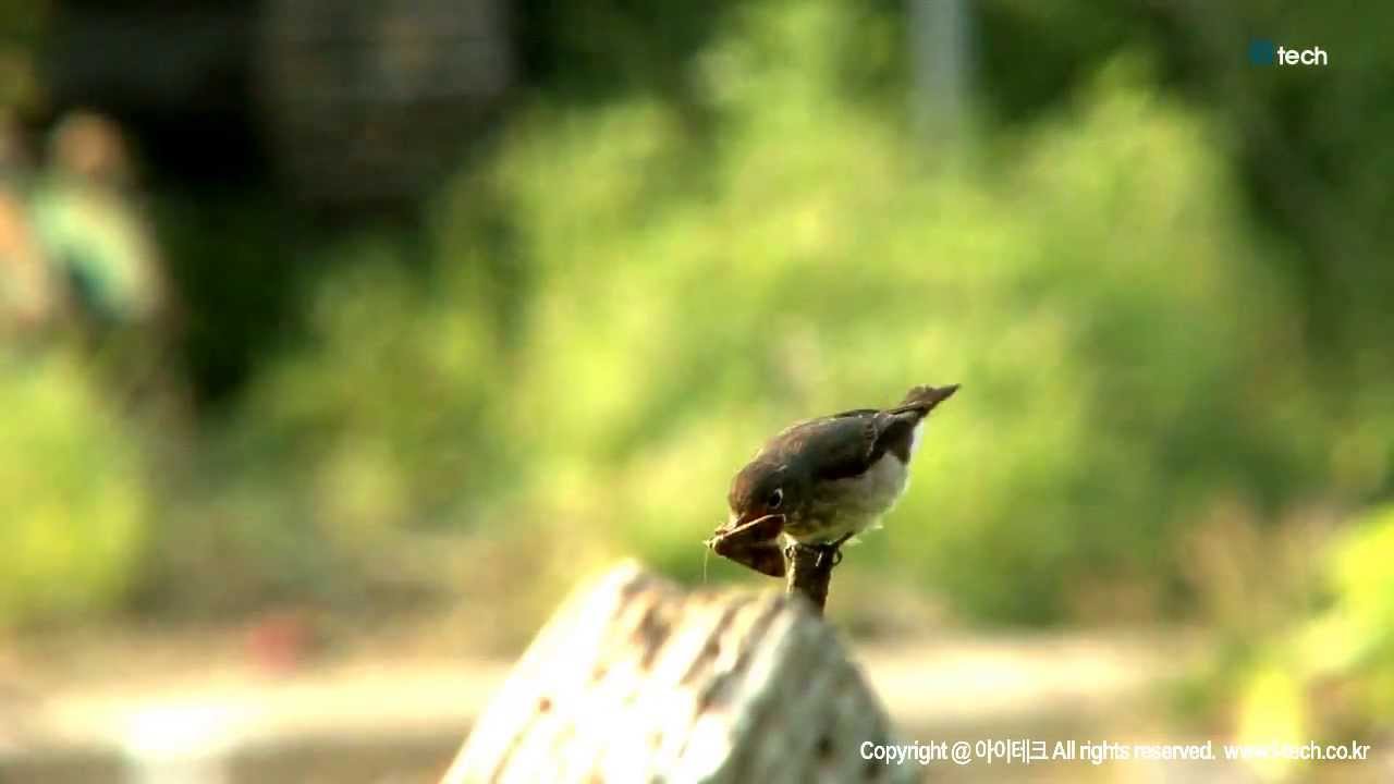 솔딱새