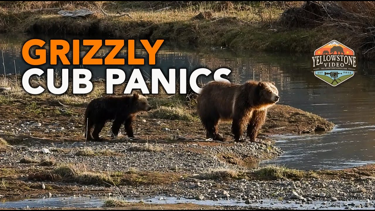 Grizzly Cub Panics Crossing the Confluence at Yellowstone National Park