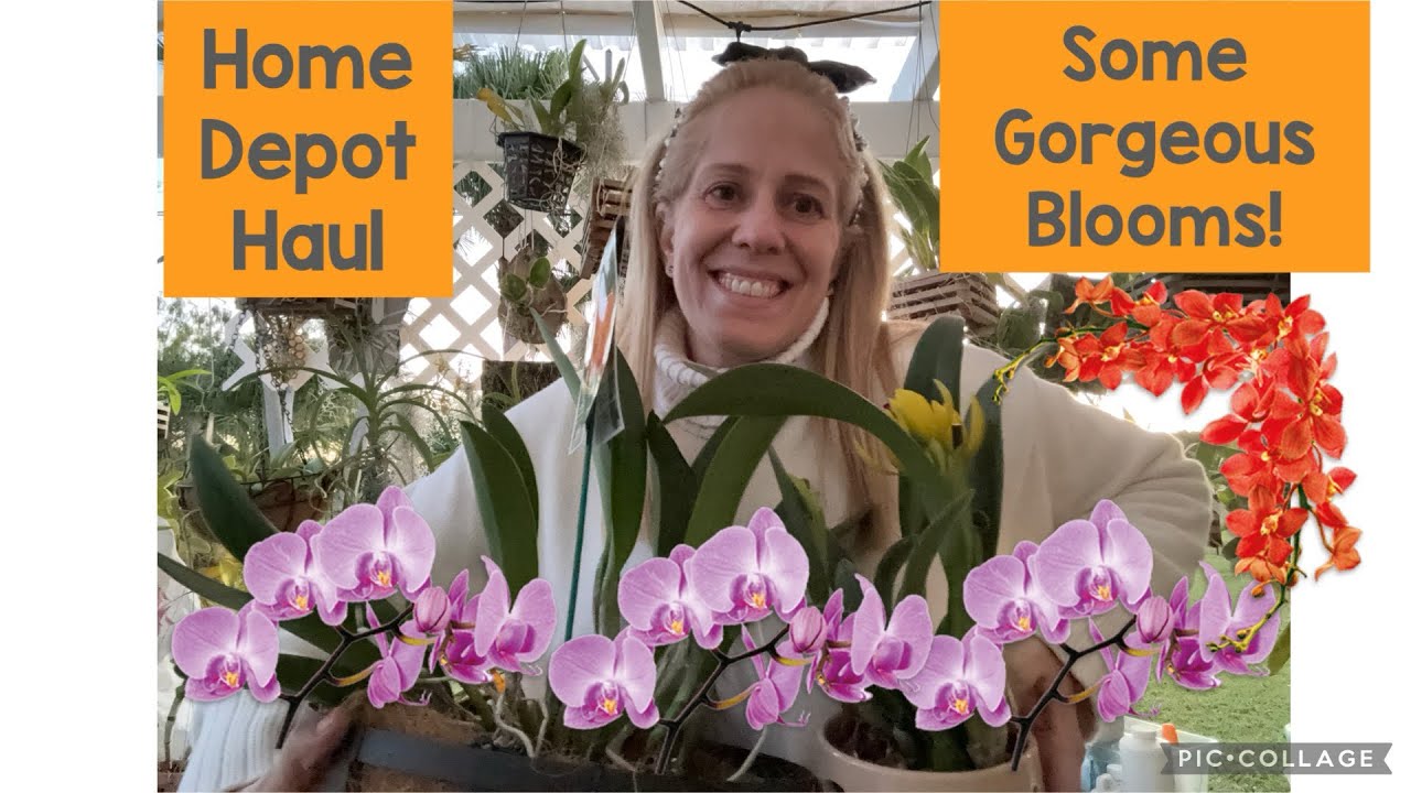 Orchid Shopping Haul!!! Spectacular Blooms in the Garden! Upcoming announcements!