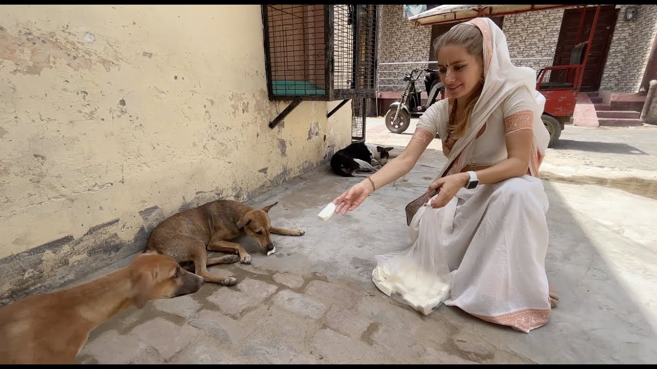 15 kg of PANEER for Vrindavan DOGS!