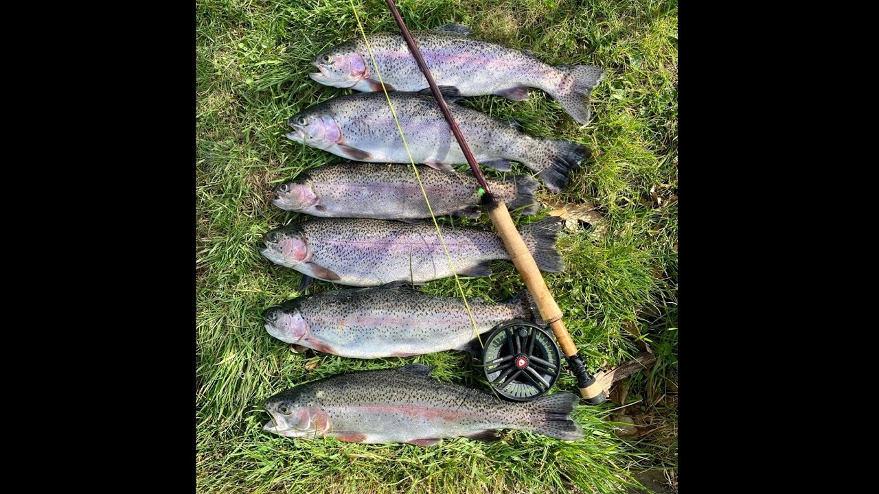Brick Farm Lakes 6 rainbows caught and lost 4
