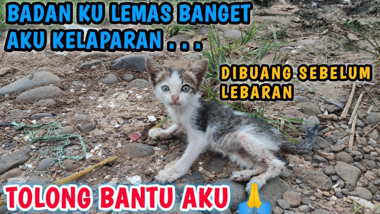 ASTAGFIRULLAH, ANAK KUCING INI TAK BERDAYA !! DIBUANG WAKTU LEBARAN