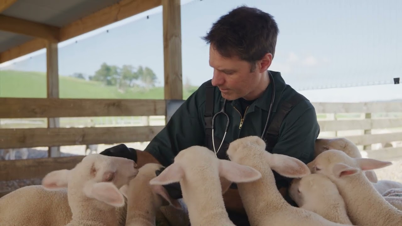 Lamb Feeding 101 - Key considerations.