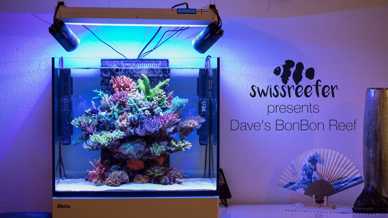 40 Acroporas in a Red Sea Reefer 170 | Dave's BonBon Reef [Swissreefer presents]
