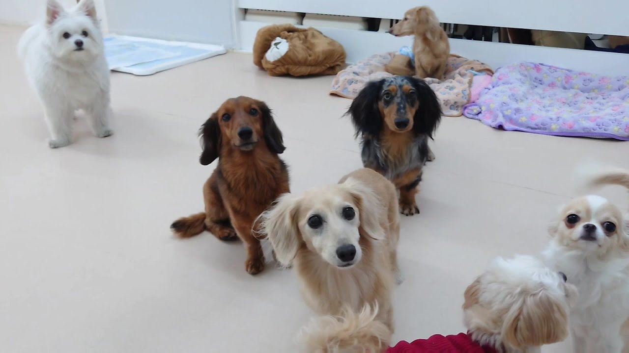 ダックス族とチワ族が集まる日　🐶ひみつきちなう！②🐶  2026年1月30日
