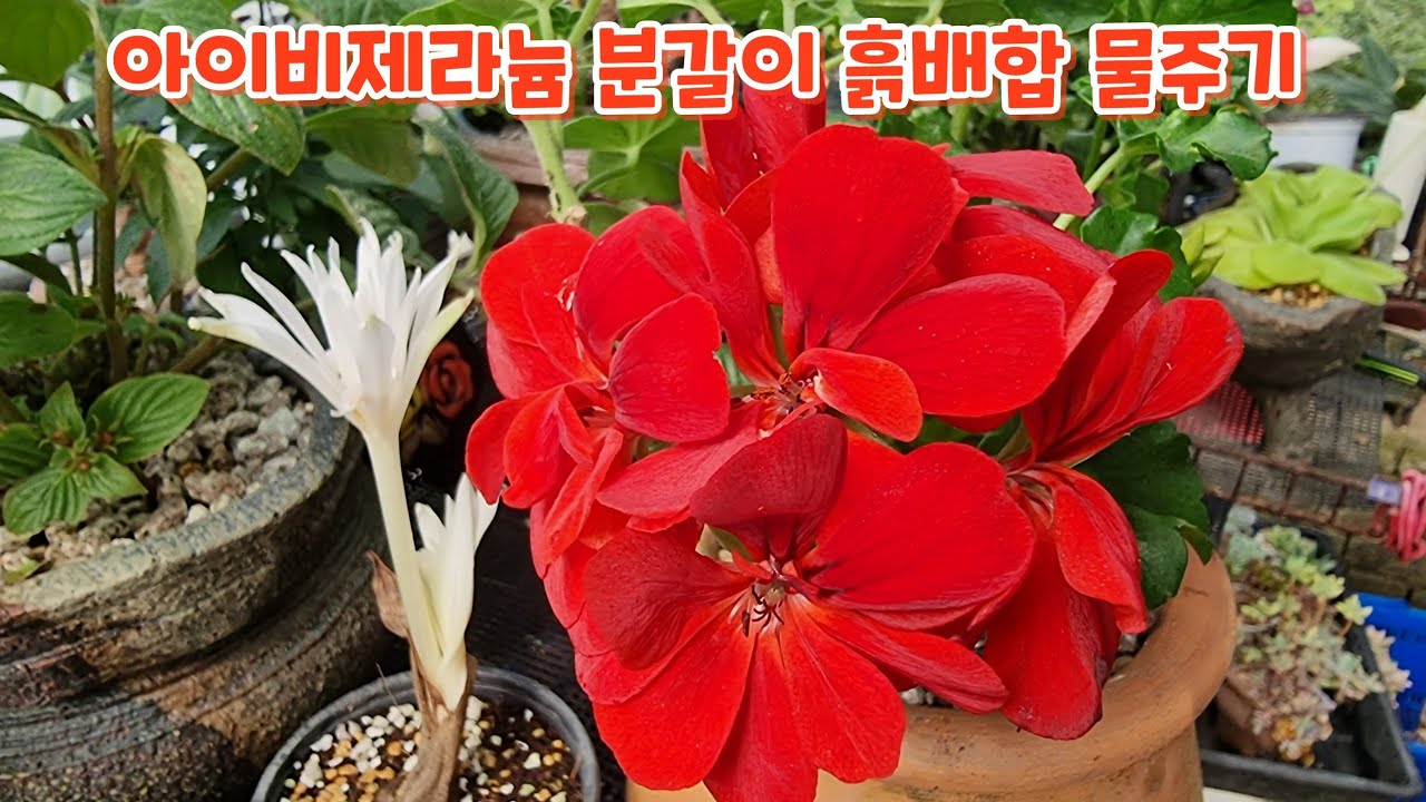 #아이비제라늄 #분갈이 #흙배합 #잘키우기