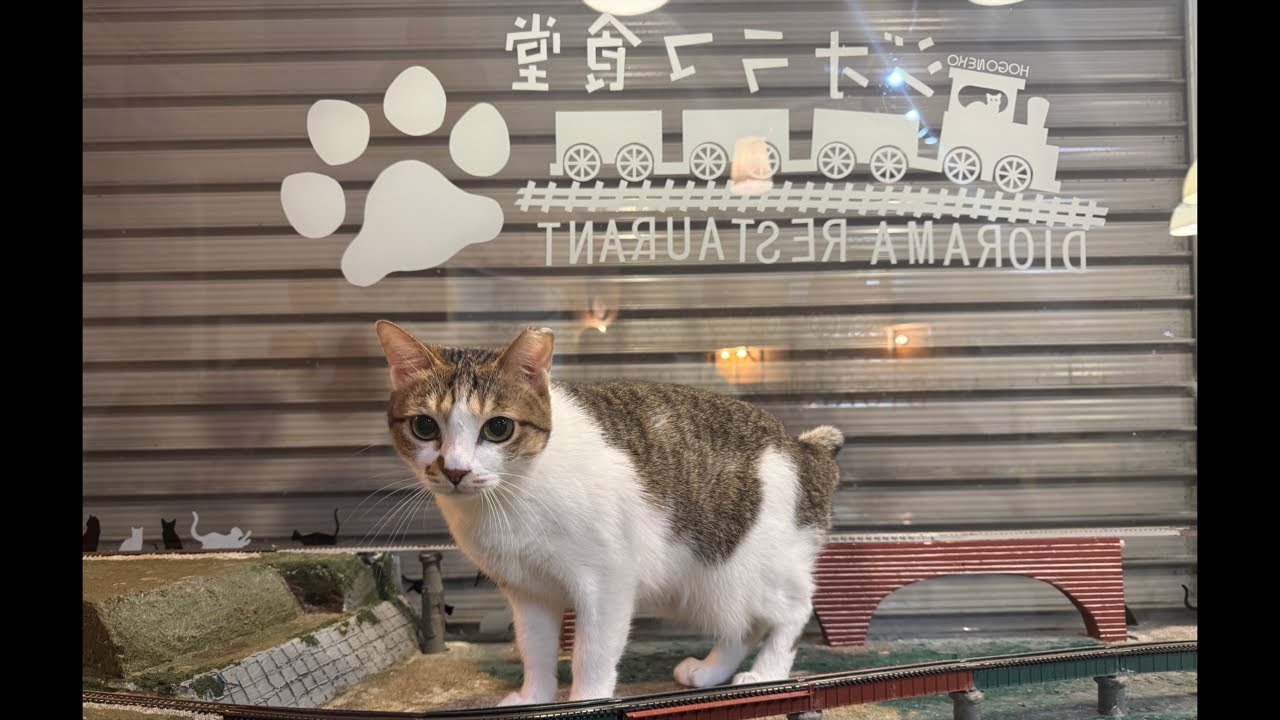 Your support keeps these cats alive.