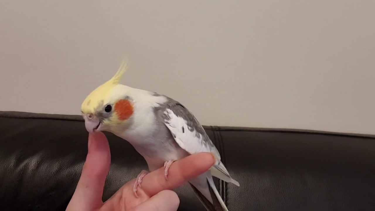 Merle is back with the Dipidipidoo Song | Singing Cockatiel