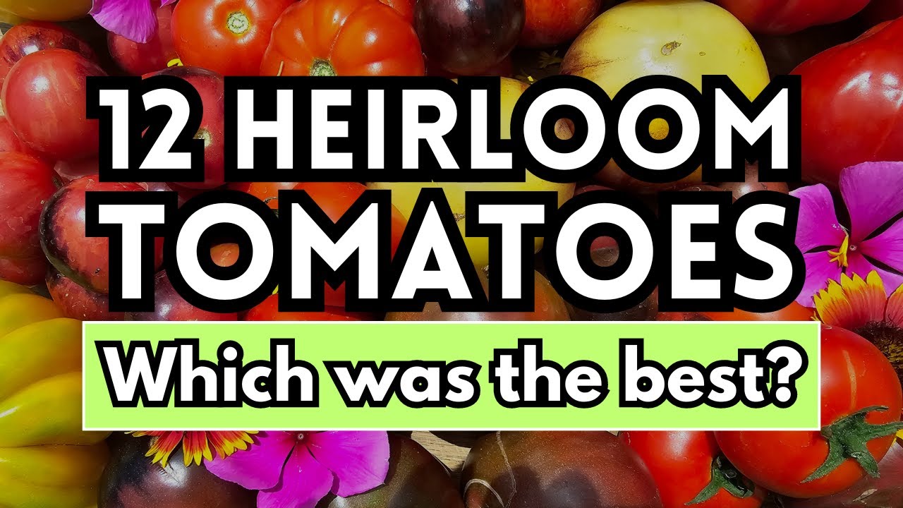 Review & Taste Testing 12 Unique Heirloom Tomato Varieties- Which is the best?