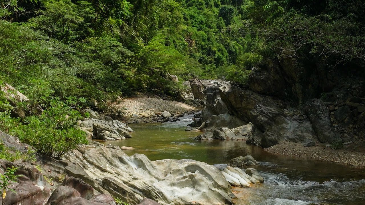 River Flow & Forest Birds Chirping, Gentle Nature Sounds ASMR for Sleep, Meditation