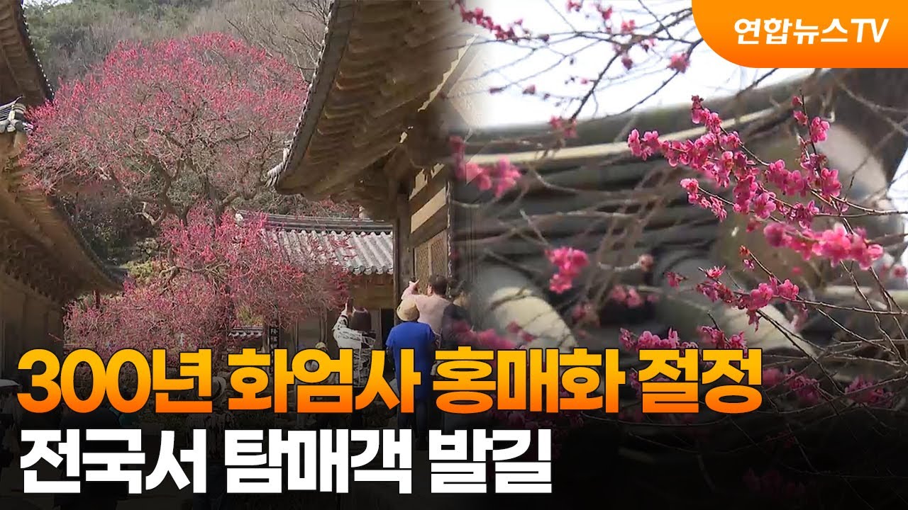 300년 화엄사 홍매화 절정&hellip;전국서 탐매객 발길 / 연합뉴스TV (YonhapnewsTV)