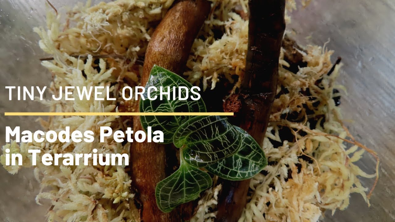 Macodes Petola Jewel Orchid