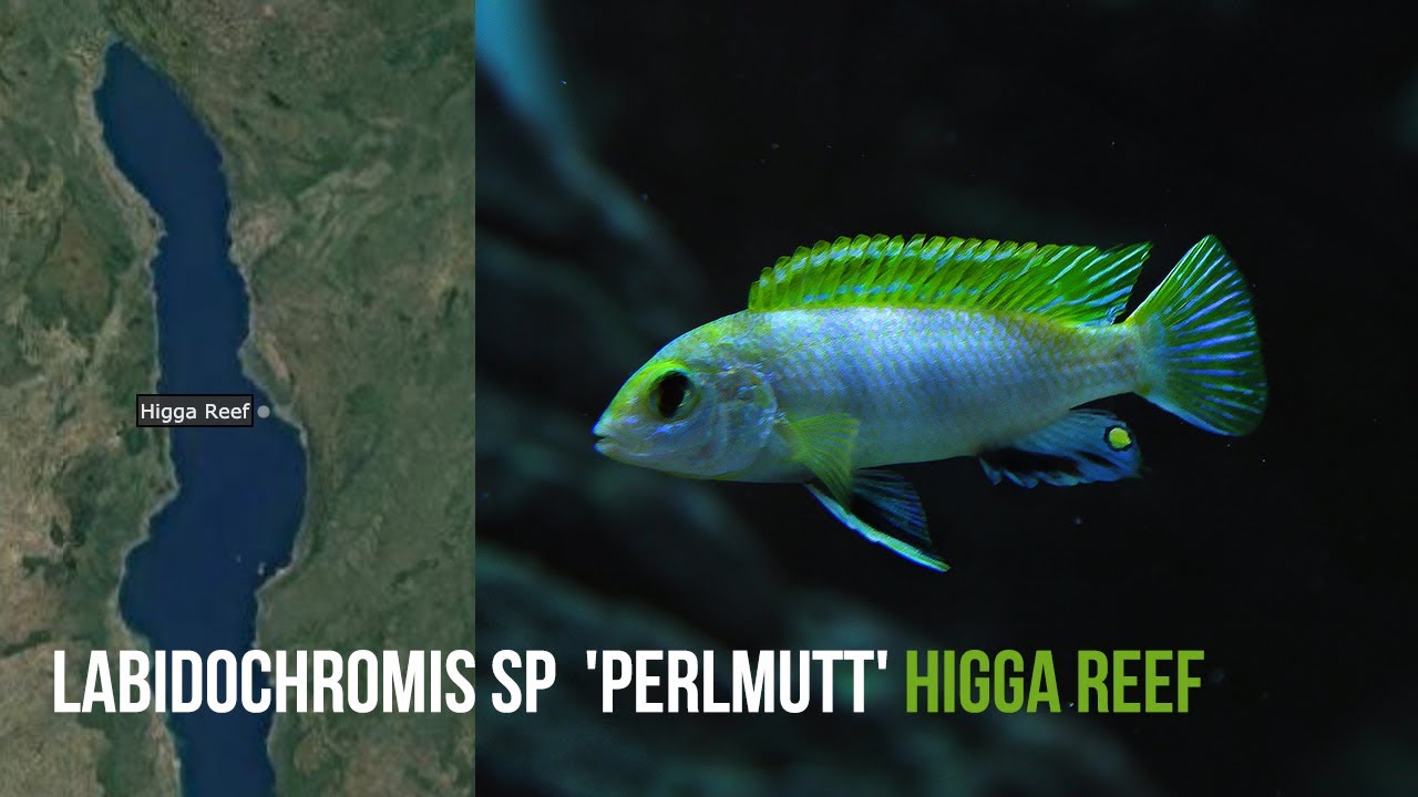 Labidochromis sp  'perlmutt' Higga Reef | Species Spotlight