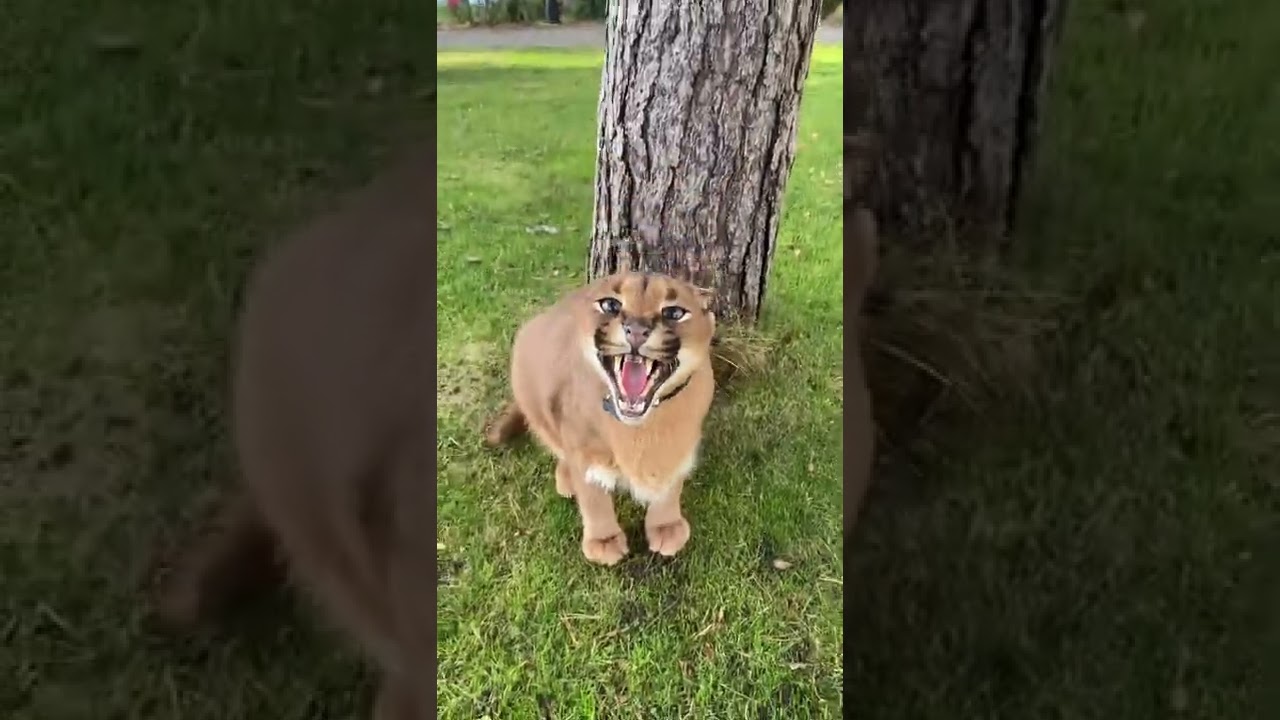 Floppa attack
