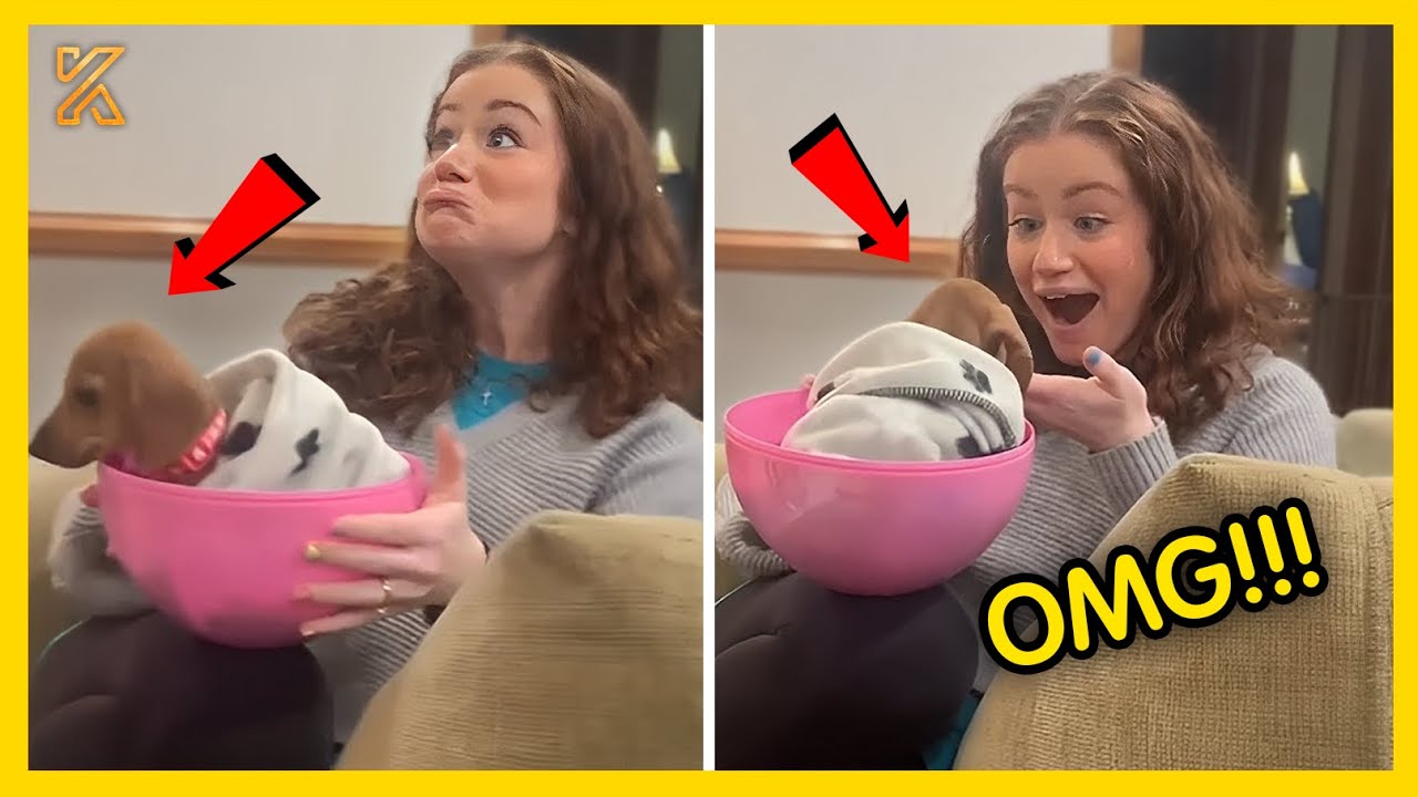 🐕😲 Puppy Surprise Compilation 🐾The Best DOG Moments