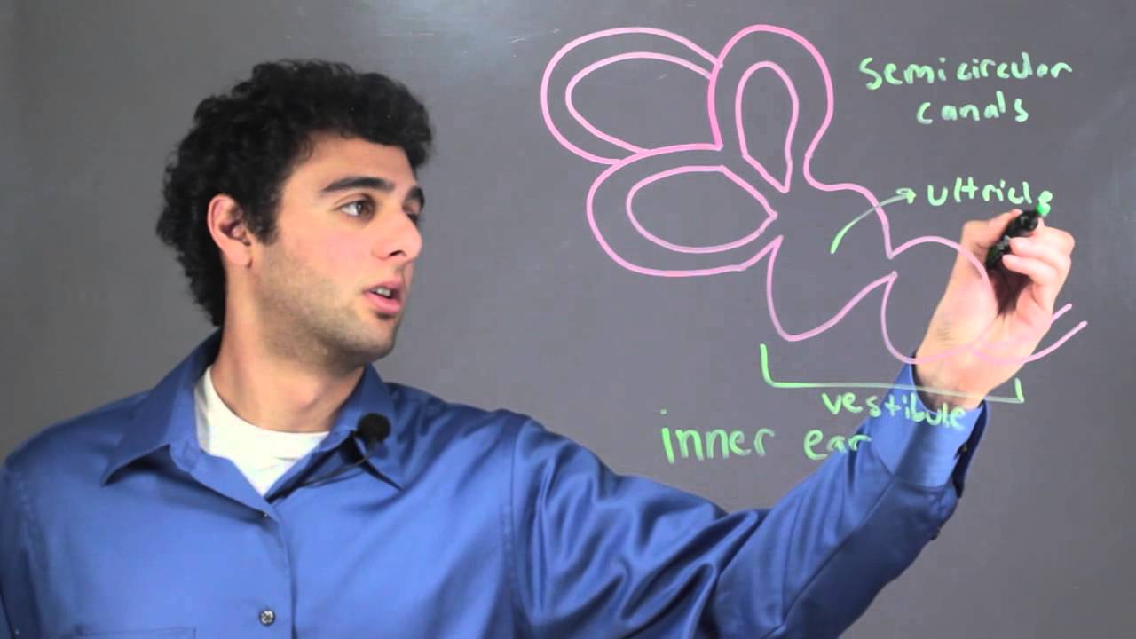 Where in the Ear Is the Equilibrium Detected? : Biology & DNA
