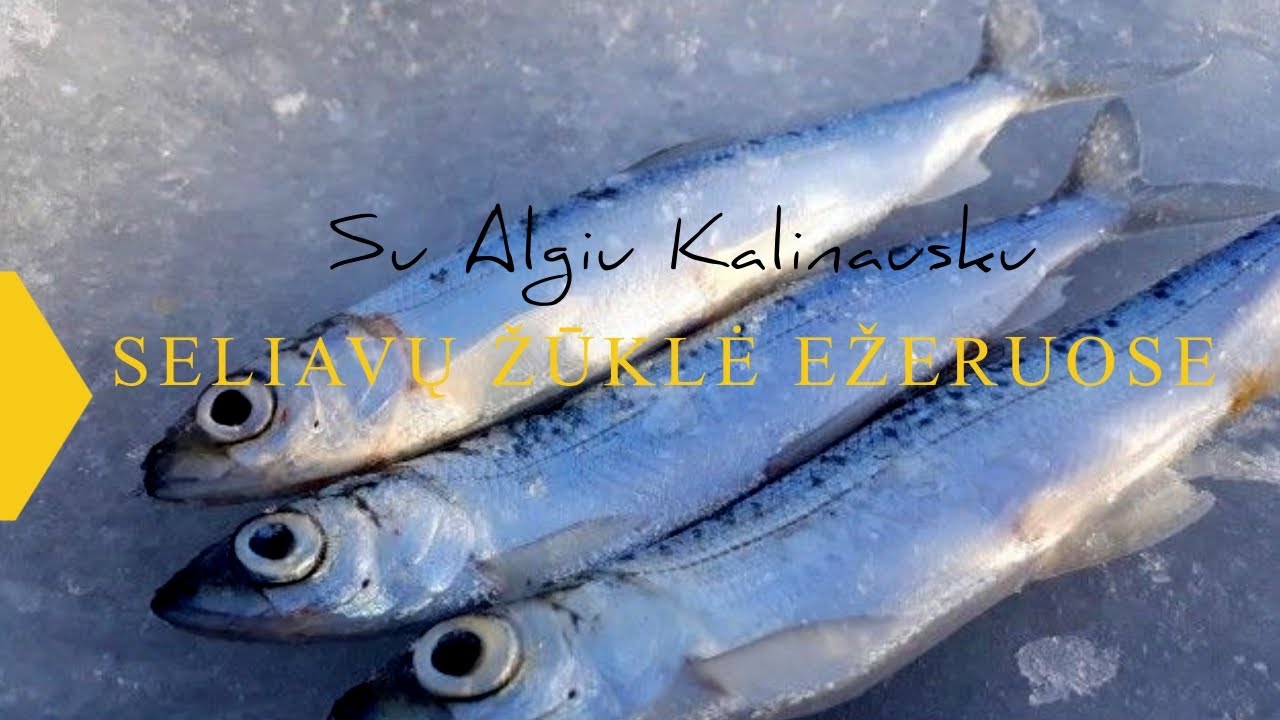 Kablys. Seliavų žūklė ežeruose su Algiu Kalinausku