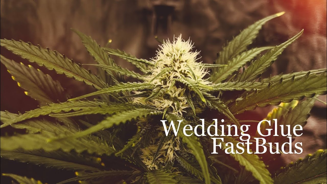 WeedStock : Wedding Glue Auto (Day 42) FastBuds